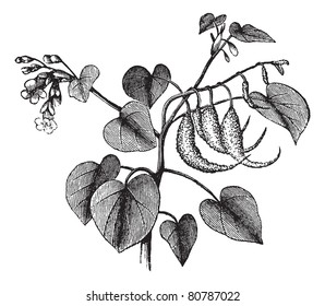 Ram's horn or Proboscidea louisianica or Martynia proboscidea or Devil's claw or Devil's horn or Unicorn plant, vintage engraving. Isolated on a white background. Trousset encyclopedia (1886 - 1891).