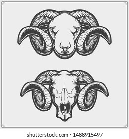 Rams   skull ram and with beautiful swirling horns  Vector illustration 