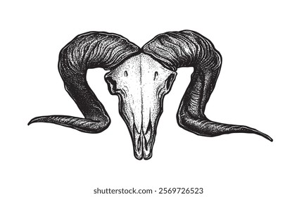 Rams skull. Sheep skull. Lamb head. Wild animals head skeleton. Detailed anatomy drawing of face bone with horns. Vintage outlined sketch of dead sheep. Hand drawn vector tattoo illustration isolated