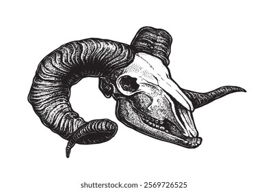 Rams skull. Sheep skull. Lamb head. Wild animals head skeleton. Detailed anatomy drawing of face bone with horns. Vintage outlined sketch of dead sheep. Hand drawn vector tattoo illustration isolated