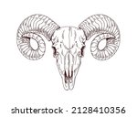 Rams skull. Wild animals head skeleton, front view. Detailed anatomy drawing of face bone with horns. Vintage outlined sketch of dead sheep. Drawn vector illustration isolated on white background