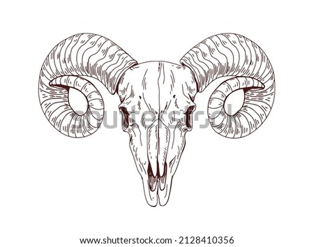 Rams skull. Wild animals head skeleton, front view. Detailed anatomy drawing of face bone with horns. Vintage outlined sketch of dead sheep. Drawn vector illustration isolated on white background