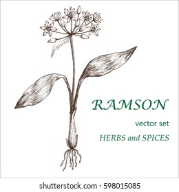 Ramson.  Botanical Illustration. Medicinal plants.  The drawing hands. Herbs and spices.