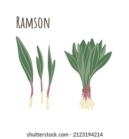 Ramson bunch and separate twigs collection of spicy herbs. Flat style