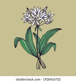 Ramson flowers, bear onion. Vector stock illustration eps10. 