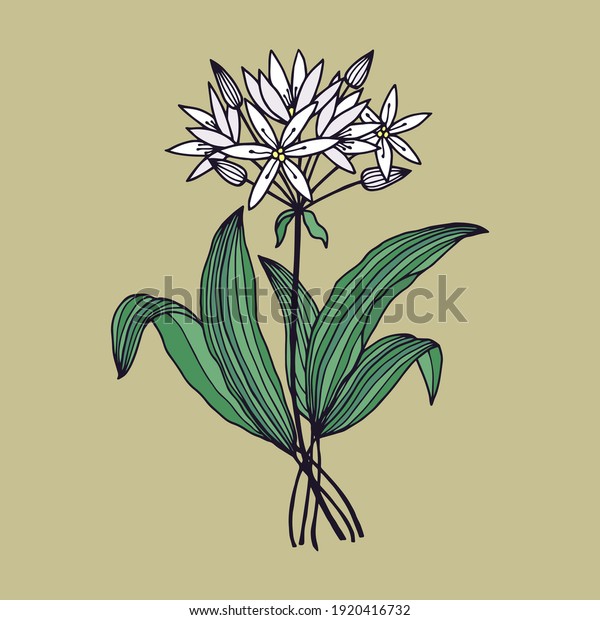 Ramson flowers, bear onion. Vector stock illustration\
eps10. 