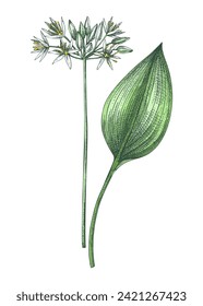 Ramsons sketch in color. Wild garlic floral drawing. Hand-drawn vector illustration.  Spring woodland flower, wildflowers. NOT AI generated