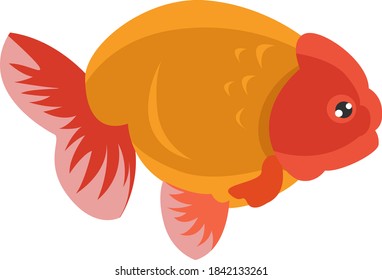 Pescado Ranchu, ilustración, vector sobre fondo blanco