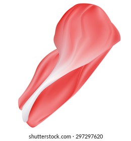 RANDOM VECTOR: Human glut, muscle and tissue on isolated white background