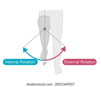 Range of motion of the hip joint 