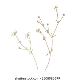 Ranunculus acris two branches wild, meadow herbs, dried flowers. Line art is a simple hand-drawn illustration in beige, ochre, brown ink. Isolated vector EPS set of elements.