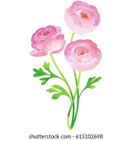 ranunculus - birth flower vector illustration in watercolor paint textures