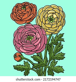 Ranunculus Flower Colored Cartoon Illustration