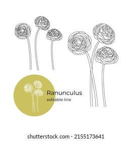 La flor del Ranunculus se dibujó en un estilo minimalista con una línea. Parte de la colección de flores principales. Línea editable.