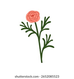 Flor ranunculus. Linda flor suave, flor de jardim. Planta floral de verão com broto, caule, folhas. Decoração natural, elemento de design. Ilustração vetorial plana botânica isolada sobre fundo branco