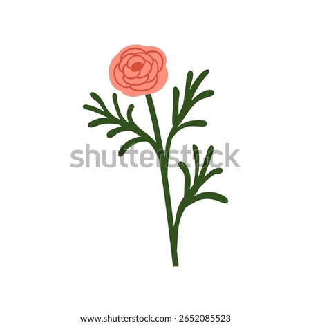 Ranunculus flower. Gorgeous gentle bloom, garden blossom. Summer floral plant with bud, stem, leaves. Natural decor, design element. Botanical flat vector illustration isolated on white background