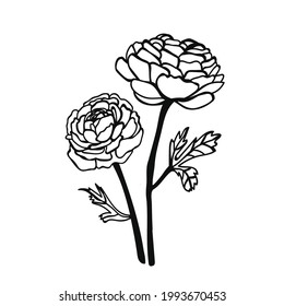 Ranunculus  flower isolated. One line flowers.