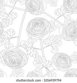 Ranunculus Flower on White Background. Vector Illustration.
