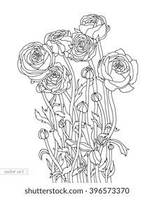 Ranunculus flowers, floral bouquet. Vector artwork. Coloring book page for adult. Love bohemia concept for wedding invitation card, ticket, branding, boutique logo, label. Gift for girl and women