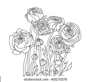 Ranunculus flowers, floral bouquet. Vector artwork. Coloring book page for adult. Love bohemia concept for wedding invitation card, ticket, branding, boutique logo, label. Gift for girl and women