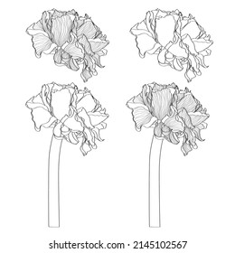 Ranunculus flowers set, line art.  Flower ornament good for web, print and stencil.