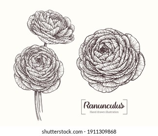 Ranunculus in graphic style. Vector Hand Drawn in doodle style. Sketch Botanical Illustration. Ranunculus black ink sketch. The wild botanical garden is in bloom. 