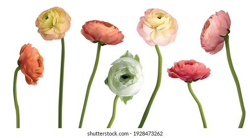 ranunculus realistic 3d big vector illustration set. Bouquet compilation part. Floristic element. pink ranunculus flowers isolated on white top view. Floral border in pastel color. Wedding mockup