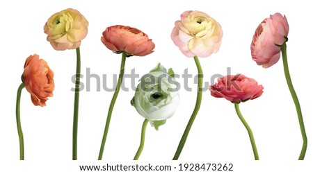 ranunculus realistic 3d big vector illustration set. Bouquet compilation part. Floristic element. pink ranunculus flowers isolated on white top view. Floral border in pastel color. Wedding mockup