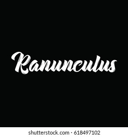 ranunculus, text design. Vector calligraphy. Typography poster. Usable as background.