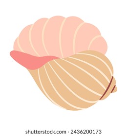 Rapa Snail Seashell. Hand drawn 
 Cartoon style flat illustration seashell isolated on white background. Vector illustration