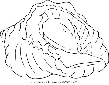 Rapana. Hand drawn underwater creatures. Vector sea life, seafood. Coloring pages with marine animals