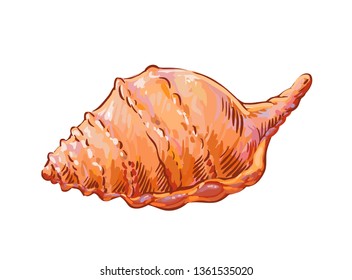 Rapana shell. Vector artistic illustration on white. Bright peach seashell