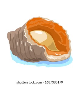 Rapana venosa or veined rapa whelk is large predatory sea snail, marine gastropod mollusc with rounded ornamental rock shell. Vector illustration isolated on white for underwater fauna theme design.