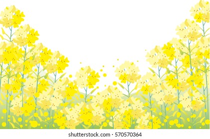 Rape blossom background