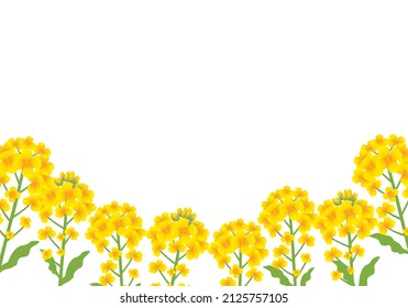 Rape blossom background frame
(Yellow flowers in spring)