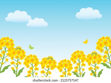 Rapsblütenhintergrund
(Gelbe Blumen im Frühling)