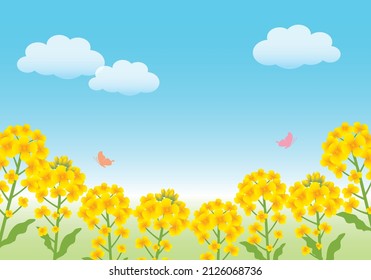 Rape blossom background frame
(Yellow flowers in spring)