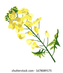 Rape blossom, flowering rapeseed canola or colza, blooming brassica napus yellow flower, oil seed, plant for oil industry and green energy. isolated, hand drawn vector illustration on white background