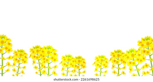 Rape blossom spring landscape background