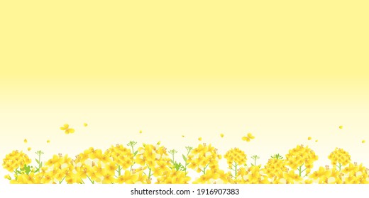 Rape blossoms, yellow Rape blossom field background illustration  (lateral length)