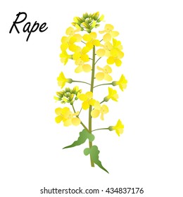 Rape (Brassica napus, rapeseed, colza, oil seed, canola). Colored hand drawn vector illustration of rape flowers on white background. 