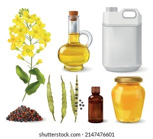 Rape canola set with production symbols realistic isolated vector illustration