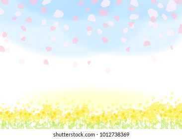 Rape flower fields whose cherry blossoms are in bloom