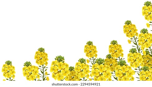 Rape flowers, canola oil. Poster brassica napus. Isolated vector illustration.