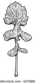 Rape leaf illustration, drawing, engraving, ink, line art, vector