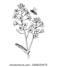 Rapeseed blooming branch with flying bee