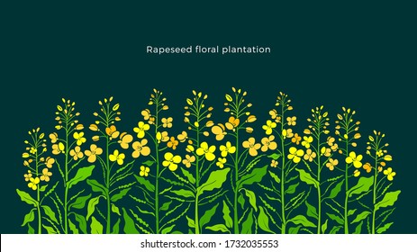 Rapeseed border. Vector canola set, mustard plant. Art shape of green leaf, summer bud, yellow flower, seed. Color farm background. Plantation in bloom. Floral pattern
