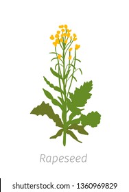 Rapeseed Brassica napus oilseed rape. Agriculture cultivated plant. Green leaves. Flat color Illustration clipart.