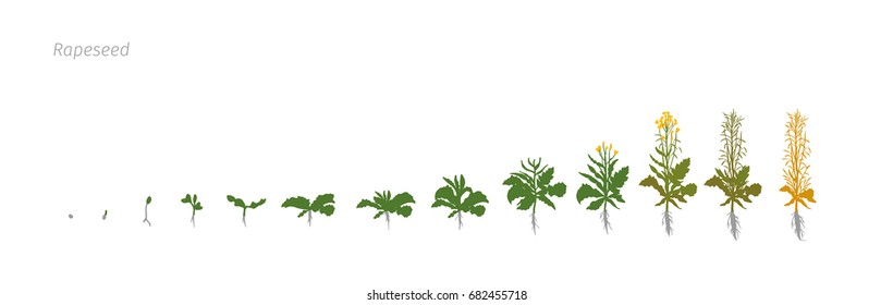 Rapeseed Brassica napus oilseed rape Growth stages vector illustration