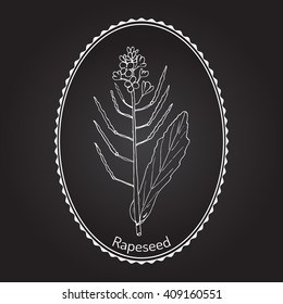 Rapeseed (Brassica napus),or rape, oilseed rape, rapa, rappi, rapaseed. Hand drawn botanical vector illustration
